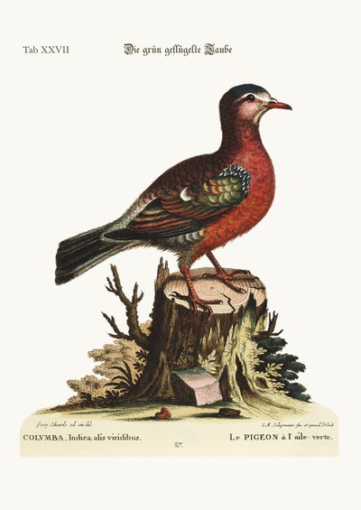 The Green-Winged Dove by George Edwards